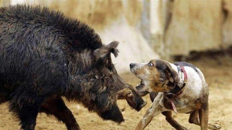 Sugar's Hope Hog Dog Hunting Abuse 